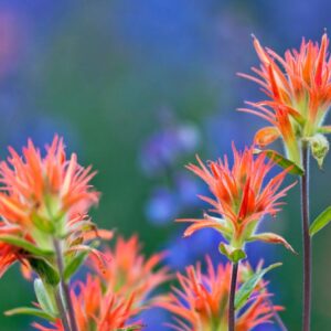 Giant Red Indian Paintbrush, Meadow Paintbrush, Scarlet Paintbrush, Castilleja miniata, Common Red Paintbrush, Great Red Indian Paintbrush, Wildflower