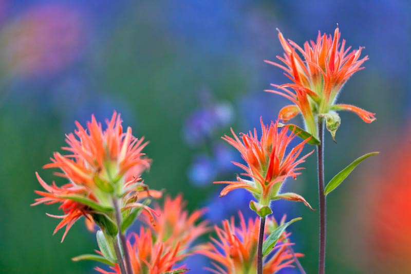 Giant Red Indian Paintbrush, Meadow Paintbrush, Scarlet Paintbrush, Castilleja miniata, Common Red Paintbrush, Great Red Indian Paintbrush, Wildflower