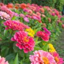 Zinnia Flowers, Zinnia, Annual Flowers, Summer Flowers