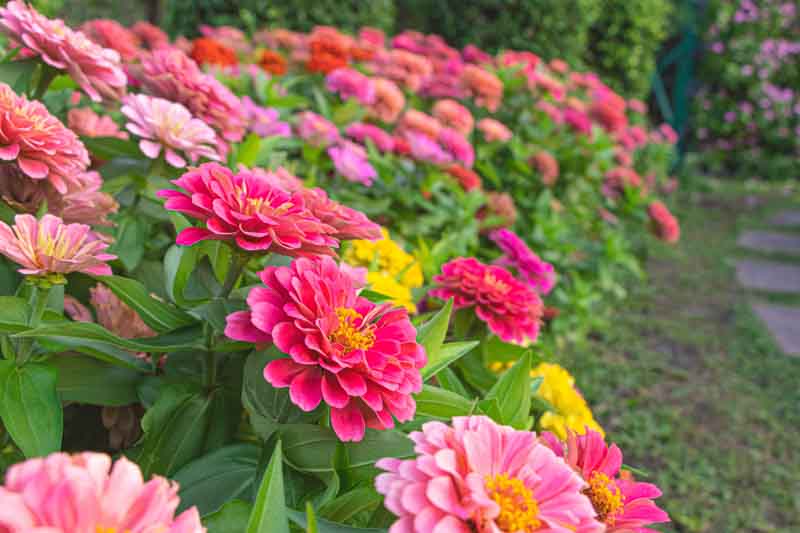Zinnia Flowers, Zinnia, Annual Flowers, Summer Flowers