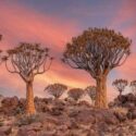 Desert Ttrees, Desert Plants, Aloe dichotoma, quiver tree, kokerboom