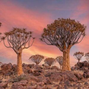 Desert Ttrees, Desert Plants, Aloe dichotoma, quiver tree, kokerboom