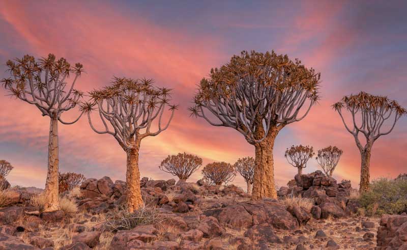 Desert Ttrees, Desert Plants, Aloe dichotoma, quiver tree, kokerboom
