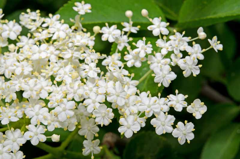 Elderflower, sambucus nigra, elderflower flowers, elderberry cocktail, elderberry cordial