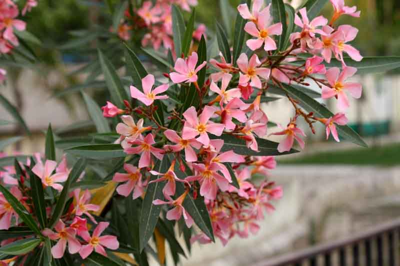 Oleander, Nerium oleander, Oleander Flowers, Evergreen Shrub, Fragrant Flowers, Mediterranean Shrub