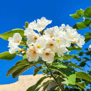 Mexican Olive, Texas Wild Olive, Anacahuita, Anacahuite, Cordia boissieri, Desert shrub, Desert tree