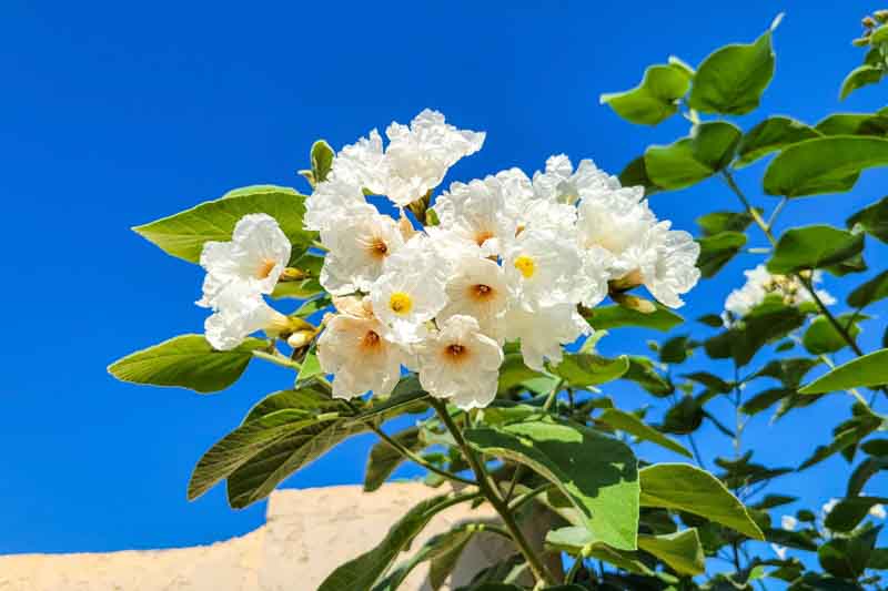 Mexican Olive, Texas Wild Olive, Anacahuita, Anacahuite, Cordia boissieri, Desert shrub, Desert tree