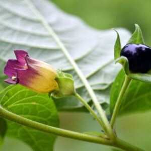 Belladonna, Deadly Nightshade, Atropa belladonna, Poisonous plant, Poisonous flowers