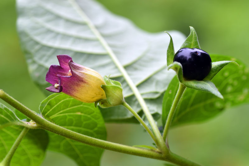 Belladonna, Deadly Nightshade, Atropa belladonna, Poisonous plant, Poisonous flowers