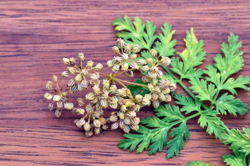 Poison Hemlock, Deadly Hemlock, Poison Fool's Parsley, Poison Parsley, Spotted Hemlock, Conium maculatum