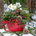 Christmas Flowers, Poinsettia, Amaryllis, Hellebore,