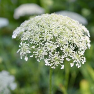 Poison Hemlock, Deadly Hemlock, Poison Fool's Parsley, Poison Parsley, Spotted Hemlock, Conium maculatum