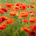 Poppies, Poppy flowers, Oriental Poppy, Flanders Poppy, Opium Poppy, Iceland Poppy, Himalayan Poppy, Blue Poppy, California Poppy, Matilija Poppy