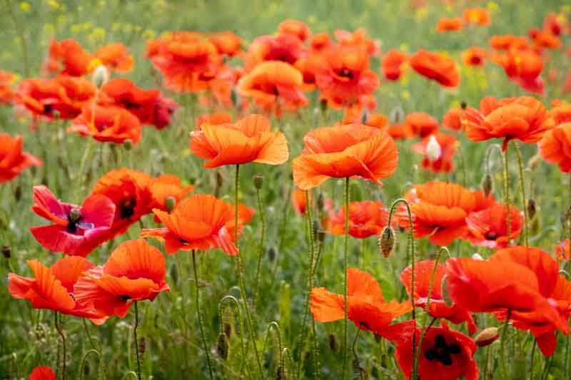 Poppies, Poppy flowers, Oriental Poppy, Flanders Poppy, Opium Poppy, Iceland Poppy, Himalayan Poppy, Blue Poppy, California Poppy, Matilija Poppy