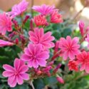 Pink Lewisia, Pink Wildflowers, Lewisia Cotyledon, Siskiyou lewisia, cliff maids,