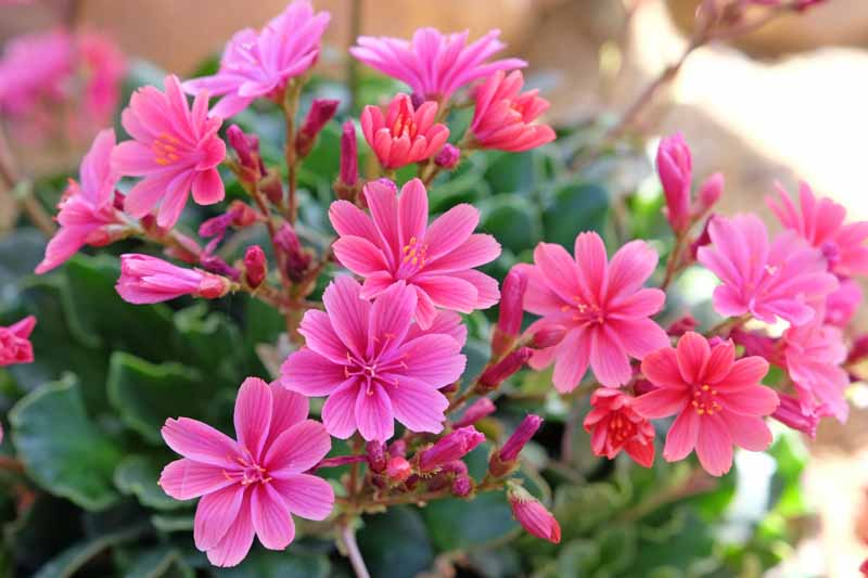 Pink Lewisia, Pink Wildflowers, Lewisia Cotyledon, Siskiyou lewisia, cliff maids,
