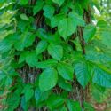Poison Ivy, Poison Oak, Poison Ivy Rash, Poison Ivy Treatment, Poison Ivy Leaves, Poison Ivy Plant, Eastern Poison Ivy, Toxicodendron radicans, Rhus radicans,