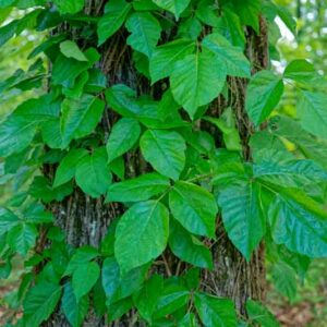Poison Ivy, Poison Oak, Poison Ivy Rash, Poison Ivy Treatment, Poison Ivy Leaves, Poison Ivy Plant, Eastern Poison Ivy, Toxicodendron radicans, Rhus radicans,