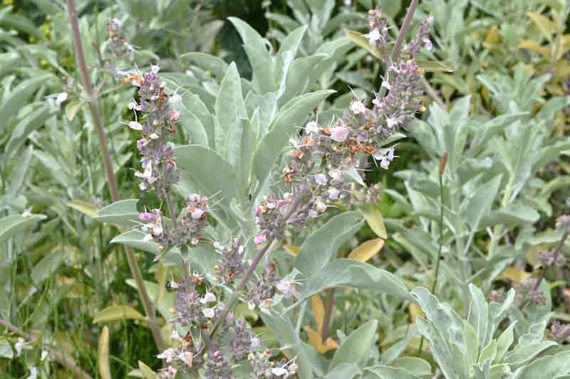 White sage (Salvia apiana)