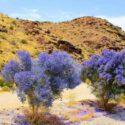 Desert Shrubs, Desert Plants, Blue Flowers, Smoketree,Indigo Bush, Psorothamnus spinosus