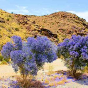 Desert Shrubs, Desert Plants, Blue Flowers, Smoketree,Indigo Bush, Psorothamnus spinosus