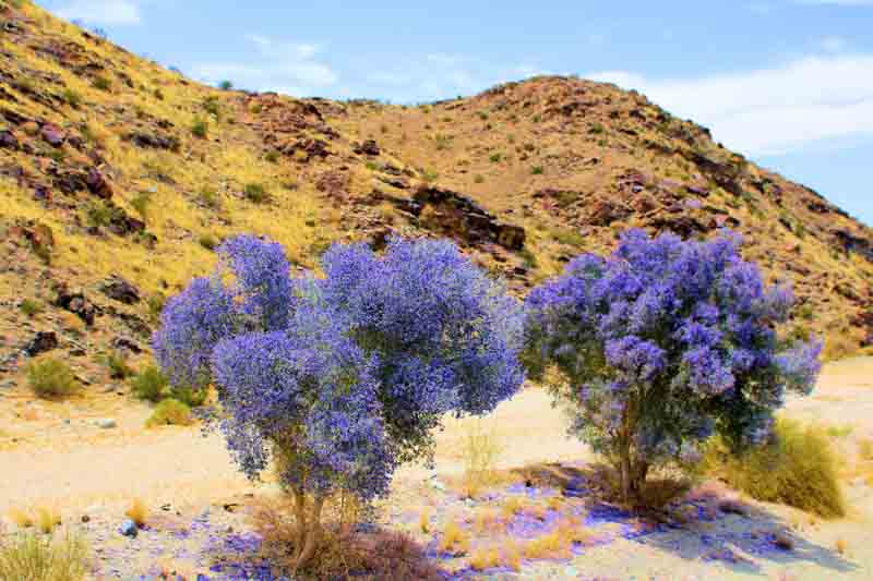 Desert Shrubs, Desert Plants, Blue Flowers, Smoketree,Indigo Bush, Psorothamnus spinosus