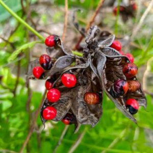 Rosary Pea, Jequirity bean, Abrus precatorius, Poisonous Plants, Poisonous Seeds