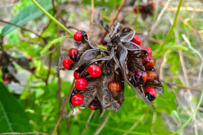 Rosary Pea, Jequirity bean, Abrus precatorius, Poisonous Plants, Poisonous Seeds