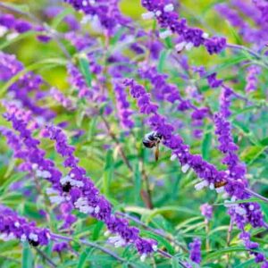Purple Sage,Mexican Sage, Salvia leucantha