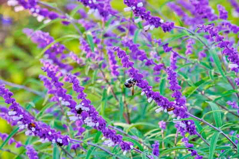 Purple Sage,Mexican Sage, Salvia leucantha