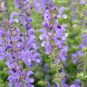 Salvia Sylvestris, Wood Sage,Rhapsody in Blue,