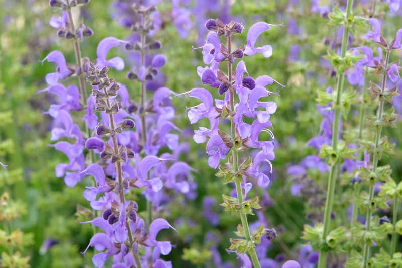 Salvia Sylvestris, Wood Sage,Rhapsody in Blue,