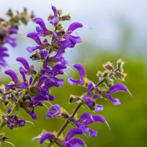 Meadow Sage, Salvia pratensis, meadow clary