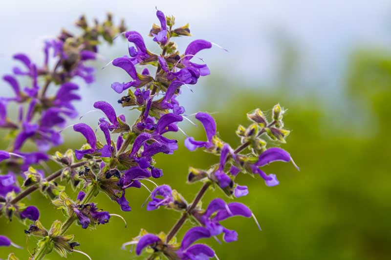 Meadow Sage, Salvia pratensis, meadow clary