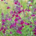 Purple Salvia,Meadow Sage, Nachtvlinder