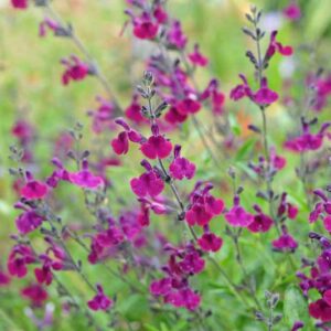 Purple Salvia,Meadow Sage, Nachtvlinder