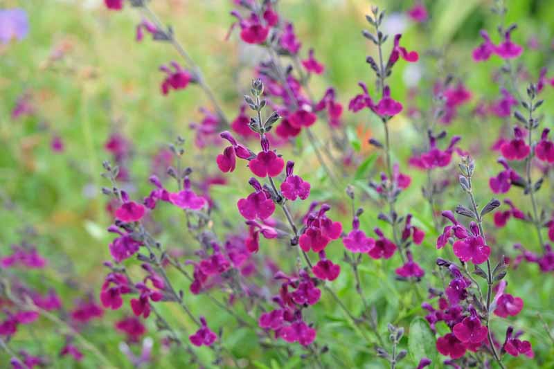 Purple Salvia,Meadow Sage, Nachtvlinder