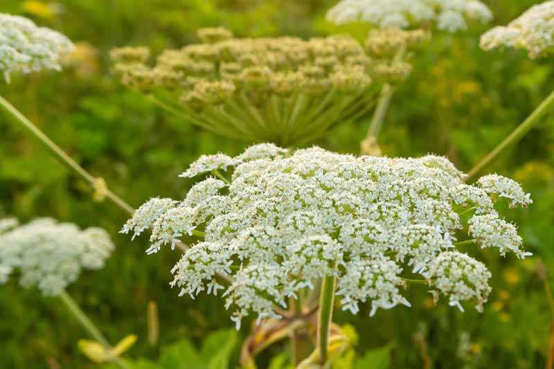 Giant hogweed, cartwheel-flower, giant cow parsley, giant cow parsnip, hogsbane, Heracleum mantegazzianum, Poisonous Plant, Toxic Plant