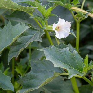 Datura, Jamestown Weed, Jimsonweed, Stinkweed, Thorn-apple, Datura stramonium