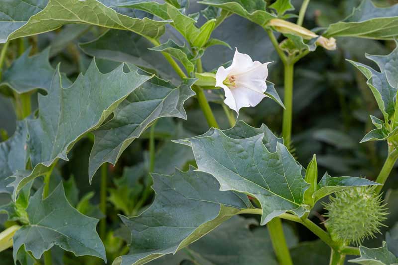 Datura, Jamestown Weed, Jimsonweed, Stinkweed, Thorn-apple, Datura stramonium