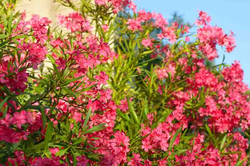 Oleander, Nerium oleander, Oleander Flowers, Evergreen Shrub, Fragrant Flowers, Mediterranean Shrub