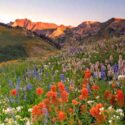 Summer Wildflowers, Wildflowers, Indian Paintbrush, Lupine, Castilleja, Lupinus, Utah wildflowers