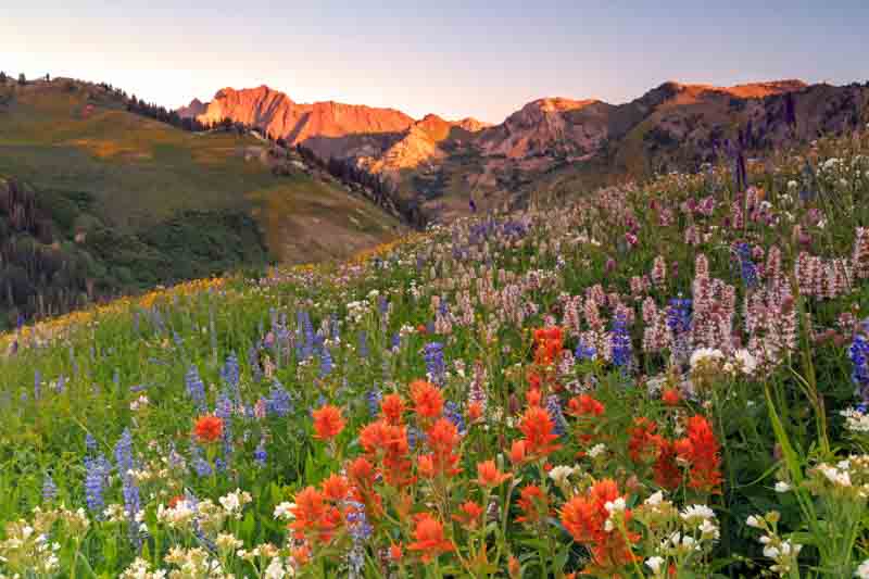 Summer Wildflowers, Wildflowers, Indian Paintbrush, Lupine, Castilleja, Lupinus, Utah wildflowers
