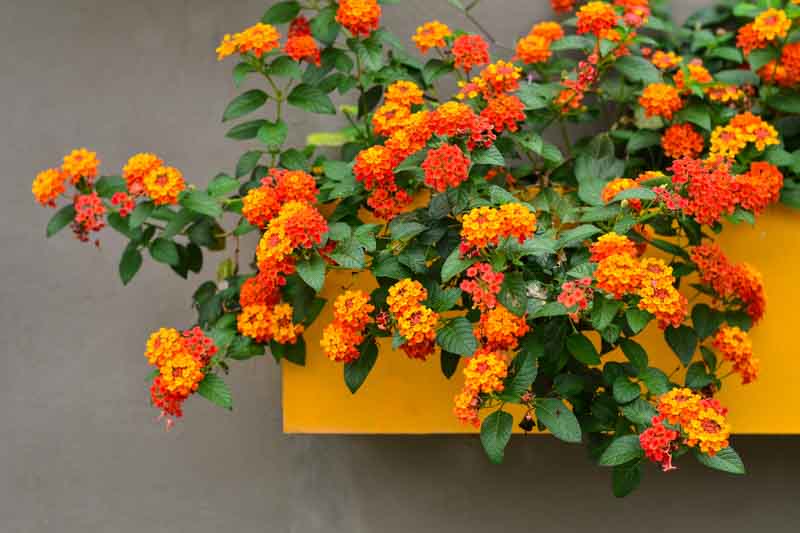 Lantana, Lantana camara, Bigleaf Lantana, Orange Flowers