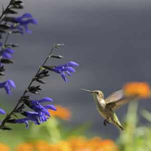 Salvia guaranitica, anise-scented sage, hummingbird sage
