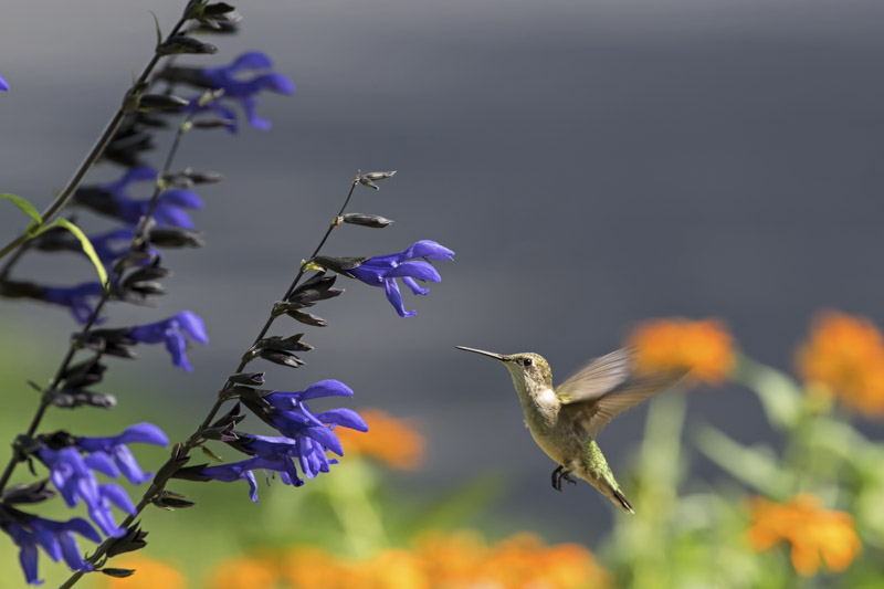 Salvia guaranitica, anise-scented sage, hummingbird sage