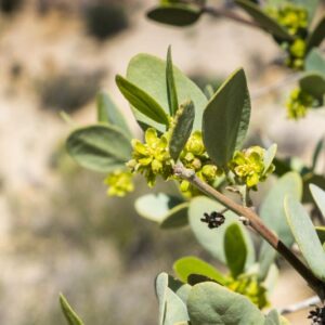 Jojoba, Simmondisa chinensis, desert shrub, Jojoba oil