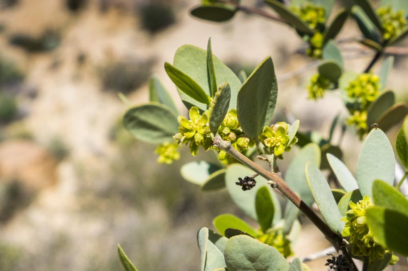 Jojoba, Simmondisa chinensis, desert shrub, Jojoba oil
