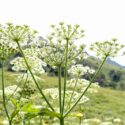 Giant hogweed, cartwheel-flower, giant cow parsley, giant cow parsnip, hogsbane, Heracleum mantegazzianum, Poisonous Plant, Toxic Plant