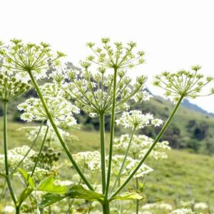 Giant hogweed, cartwheel-flower, giant cow parsley, giant cow parsnip, hogsbane, Heracleum mantegazzianum, Poisonous Plant, Toxic Plant